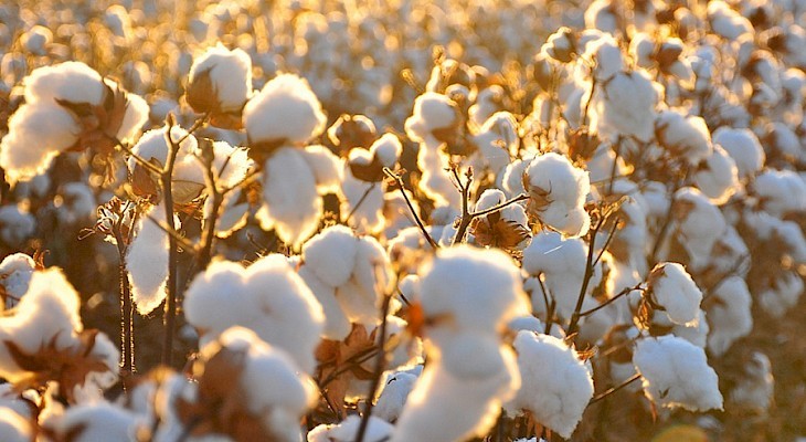 Cotton in post-Soviet times