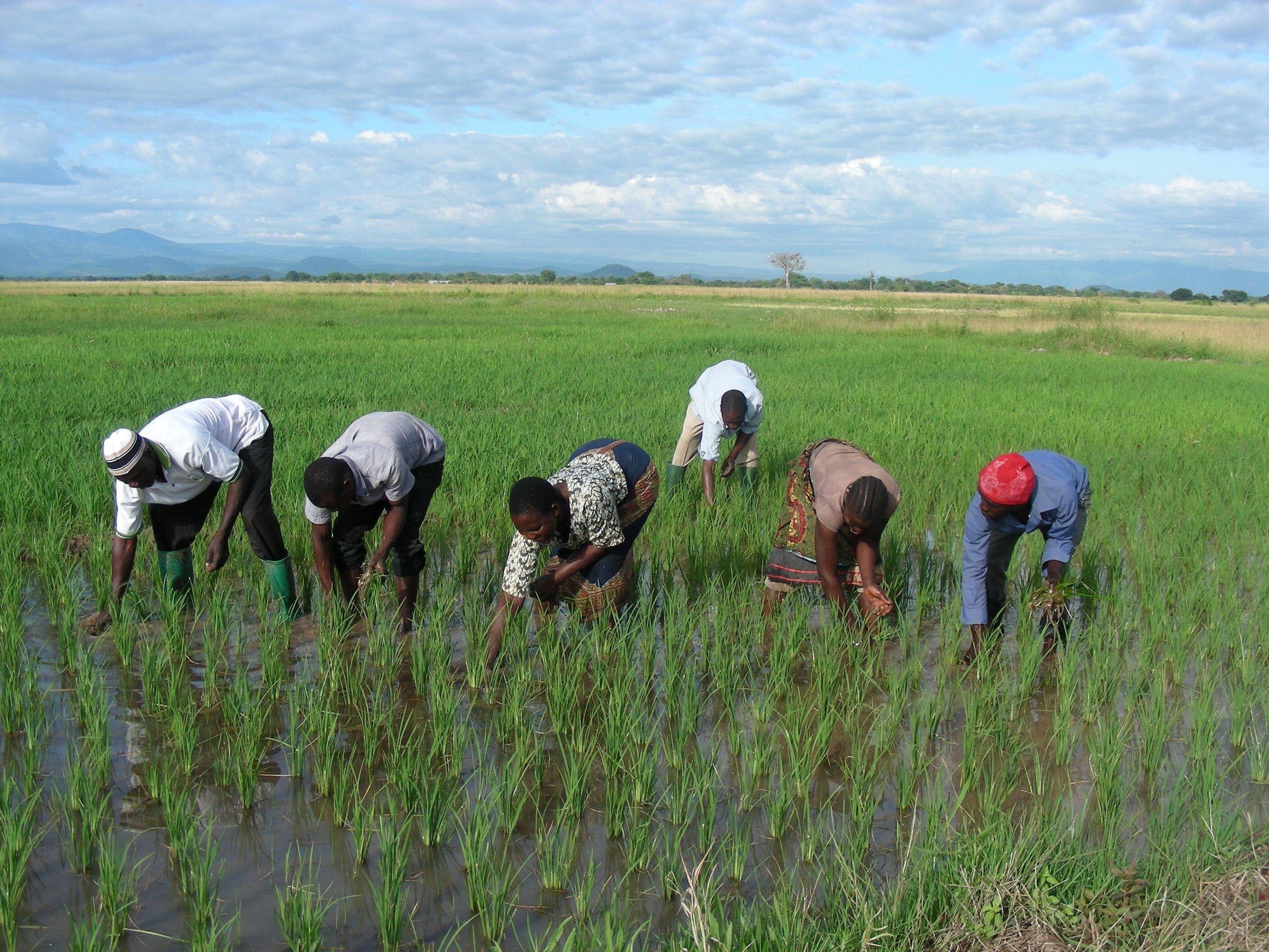 Projekt OZ Maendeleo / svojpomocná skupina farmárov